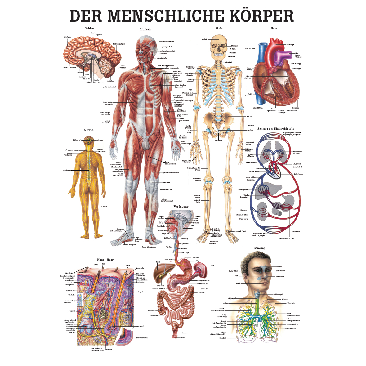 Anatomische Lehrtafel "Der menschliche Körper 34 x 24"